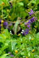 Rubythroat hummingbird showoff