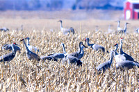 Sandhill Cranes, Nebraska
