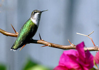 female ruby throat hummingbird