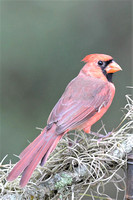 cardinal late season