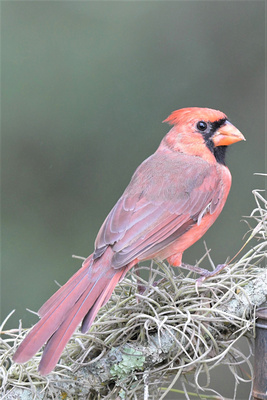 cardinal late season