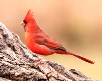 cardinal crest