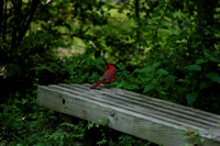 Cardinal on High Island bench