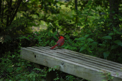 Cardinal on High Island bench