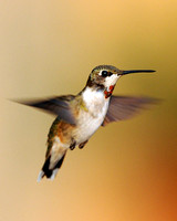 Juvenile male ruby thoat hummingbird